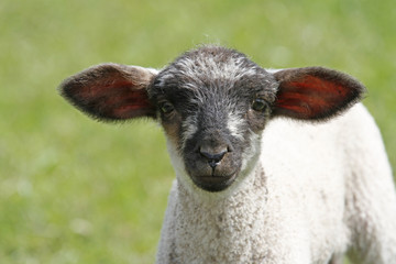 Lamm auf der Wiese