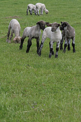 glückliche Lämmer auf der Wiese