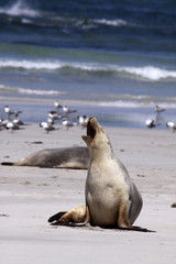Australischer Seelöwe (Neophoca cinerea). Kangaroo Island 