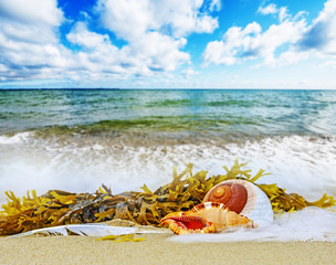 shells on a beach