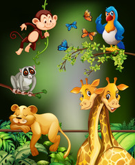 Wild animals living in the forest