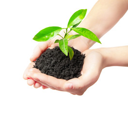 Human hands holding green small plant new life concept