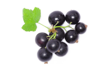 Black currant on the white background