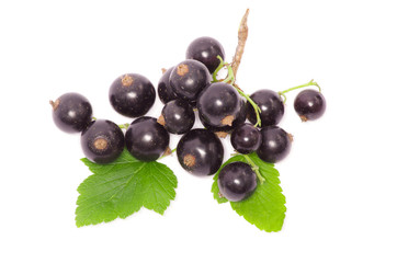 Black currant on the white background