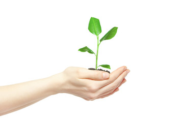 Fototapeta na wymiar Human hands holding green small plant new life concept