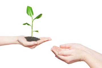 Fototapeta na wymiar Human hands holding green small plant new life concept