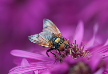 mosca su fiore colorato