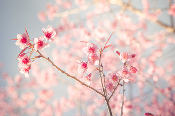 Vintage fillter of Sakura cherry blossom