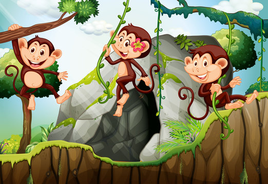 Three monkeys hanging on the branch