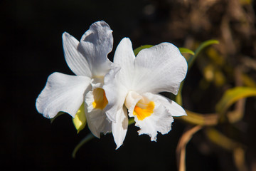 Naklejka na ściany i meble Thai beautiful white orchid on black