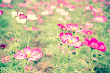 Pink cosmos flower field with vintage fillter © aaa187