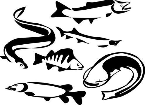 Set of freshwater fishes - stylized illustrations