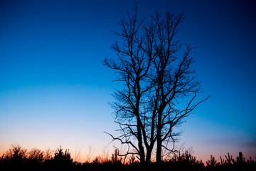 Fototapeta na wymiar dead tree in dusk
