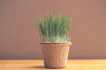 green organic wheatgrass in the recycled paper pot on wood table