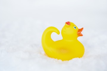 Yellow duck