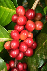 Coffee beans ripening on a tree.