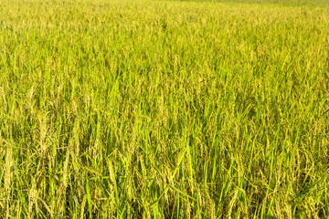 rice plantation