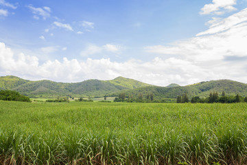 sugarcane plantation in  Thailand