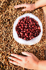 red ripe coffee on coffee beans backgournd.