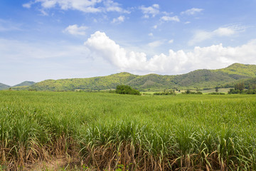 sugarcane plantation in  Thailand