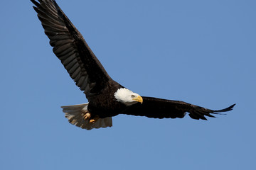 Fototapeta na wymiar Bald Eagle in Flight