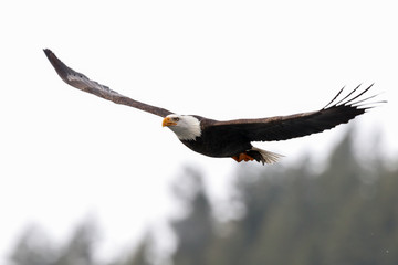 Bald Eagle in Flight