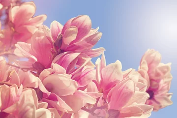 Foto auf Acrylglas Magnolie Magnolia tree flowers