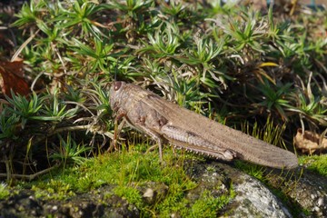 Egyptian locust (Anacridium aegyptium) found in an Italian garden

