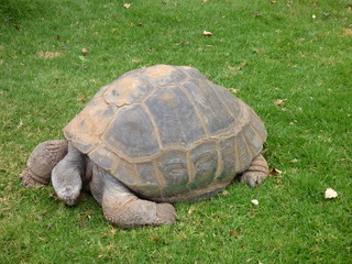 big turtle in a green grass