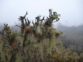 moss on a tree branch in bosque fray jorge