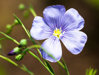 Blue flax flower