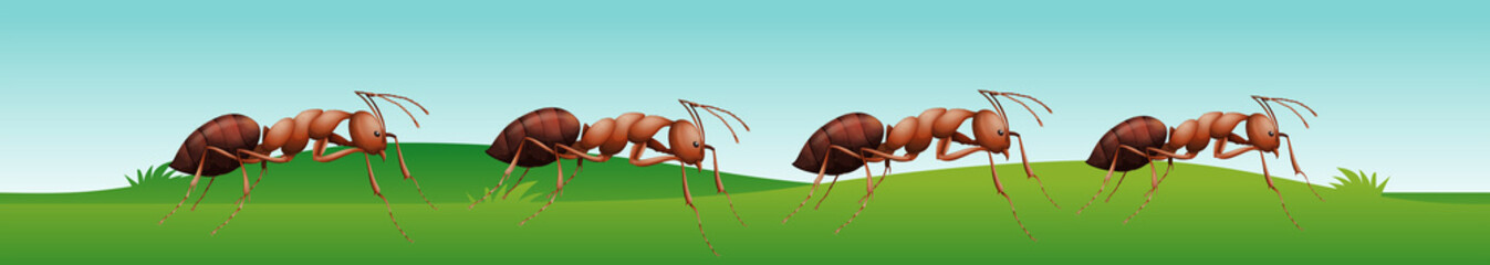 Four ants walking on the grass