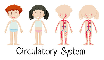 Boy and girl with circulatory system diagram