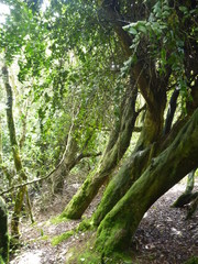 misty wet forest bosque fray jorge in chile