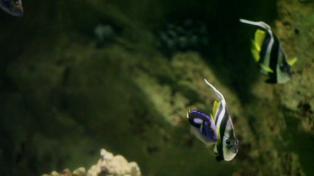 Colourful aquarium fish sequence