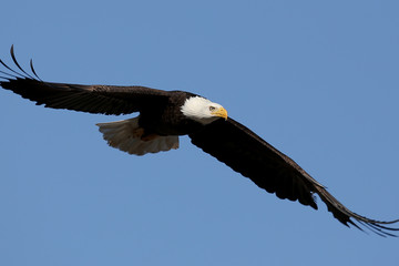 Naklejka premium Bald Eagle in Flight