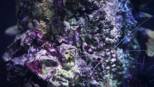 boxer Shrimp