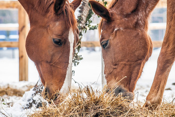 Friendship - two horses eating dry grass in the snow.
