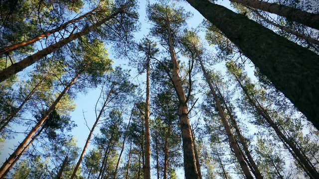 Pine forest resources of the Earth. Protection of trees, nature, ecology and environment