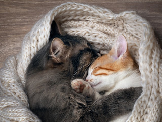 Love and tenderness. Big gray cat and a small cat sleeping together, hugging each other. Cat paw...