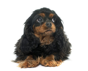 cavalier king charles