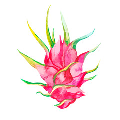 Pitaya. Vector illustration isolated. Tropical flower pitaya. Exotic fruit - 102300324