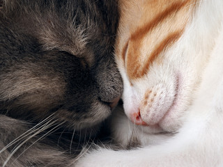 Nose to nose. Big gray cat pressed against the little white cat with a red. Snouts large cats. Love two cats. Tenderness, relations