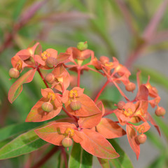 Flower  spurge