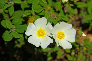Ciste blanc à feuille de sauge au printemps en Corse