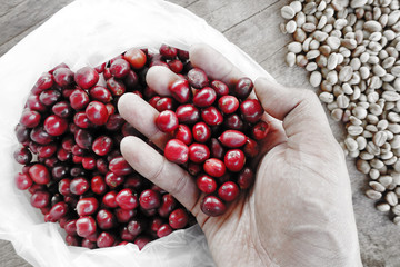 Fresh coffee bean in hand on red berries coffee backgourng take with selective color technique and art lighting