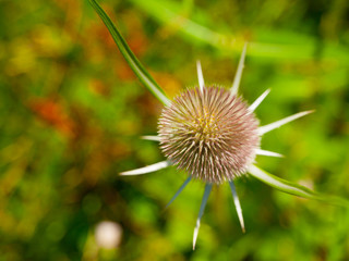 Close-up view of a thistle plant