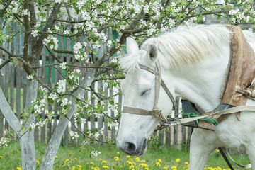 Portrait of dozing white working horse at flowering fruit tree spring background