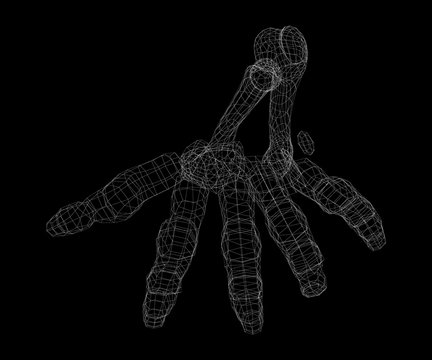 Human  hand skeleton