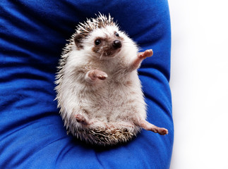 Cute hedgehog - obrazy, fototapety, plakaty